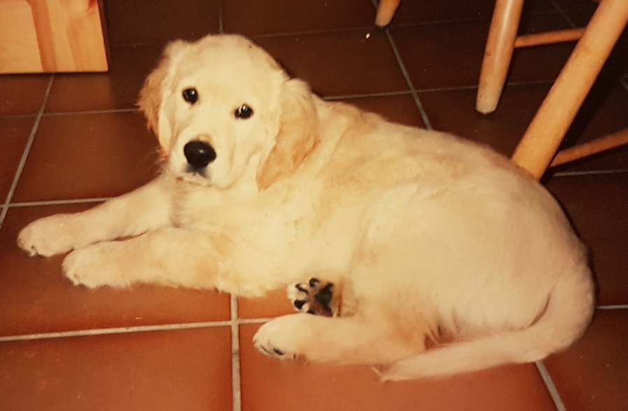 Golden Retriever Ferry