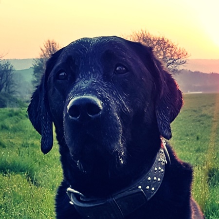 Regenbogenbrücke für Hunde