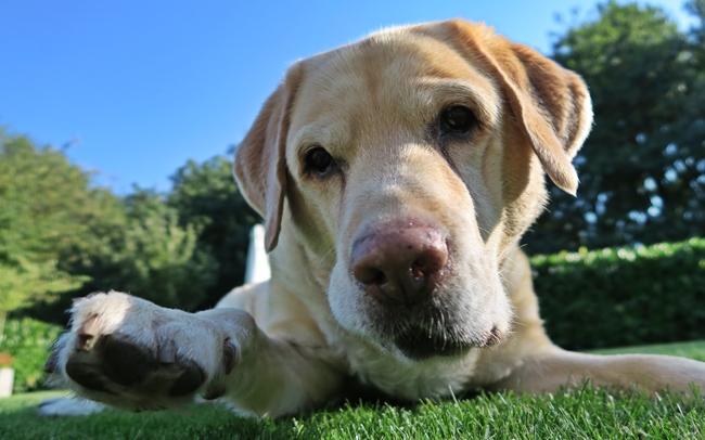 Photo One Million Dogs