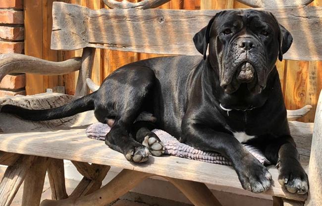 Photo One Million Dogs