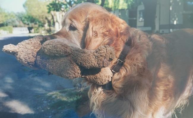 Photo One Million Dogs