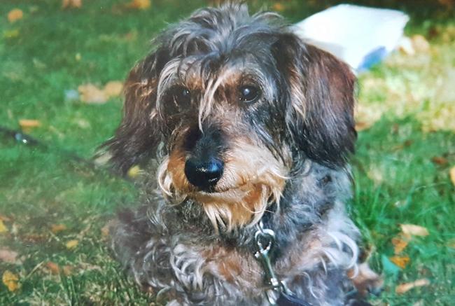 Photo One Million Dogs