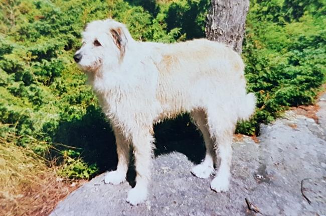 Photo One Million Dogs