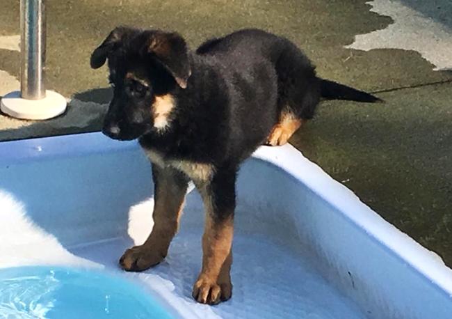 Photo One Million Dogs