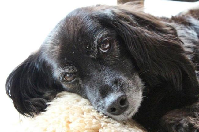 Photo One Million Dogs