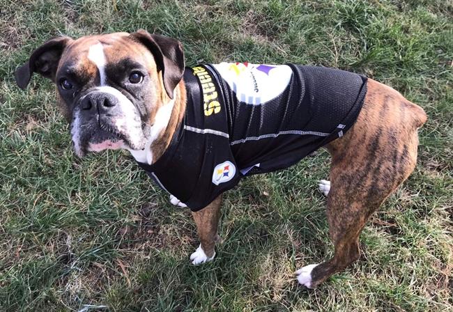 Photo One Million Dogs