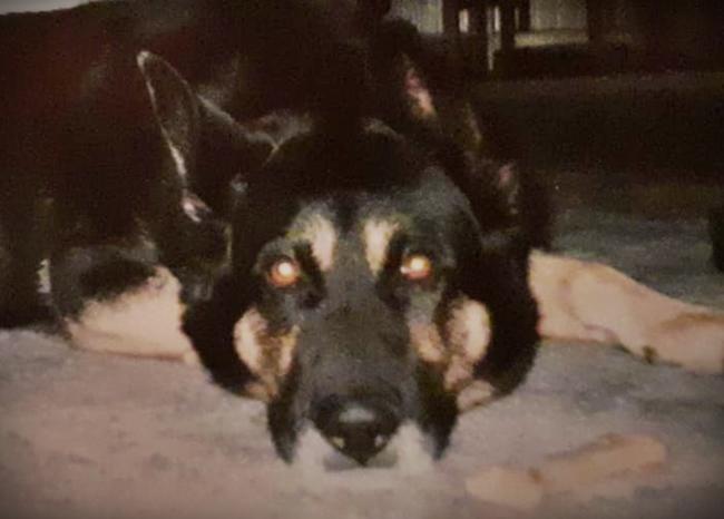 Photo One Million Dogs