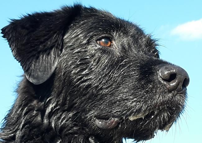 Photo One Million Dogs