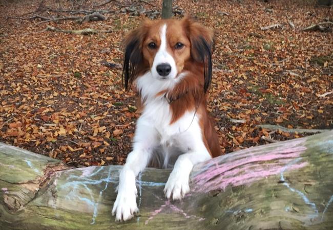 Photo One Million Dogs