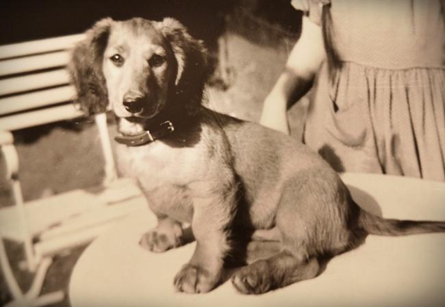 Photo One Million Dogs