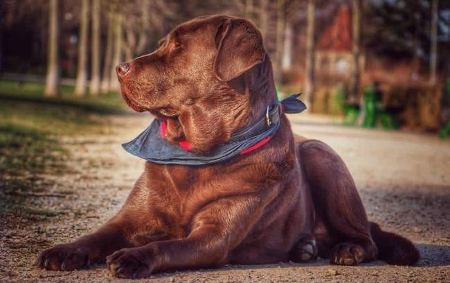 Photo One Million Dogs