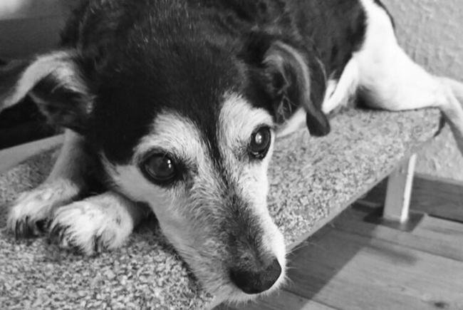 Photo One Million Dogs