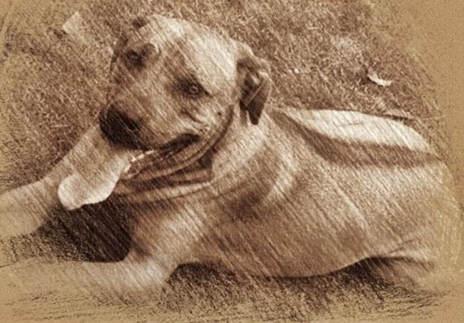 Photo One Million Dogs