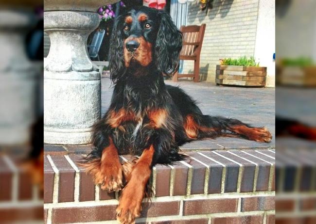 Photo One Million Dogs