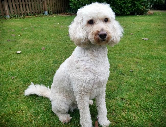 Photo One Million Dogs