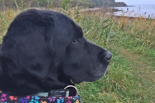 Photo One Million Dogs