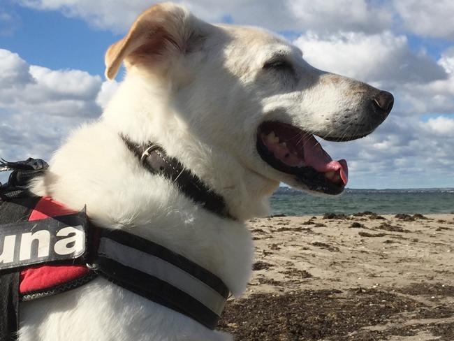 Photo One Million Dogs