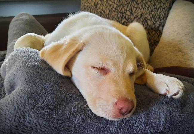 Photo One Million Dogs