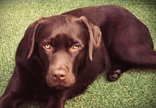 Photo One Million Dogs