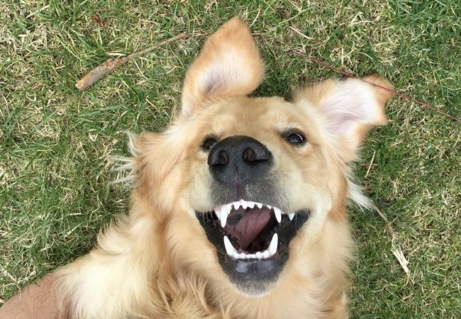 Photo One Million Dogs