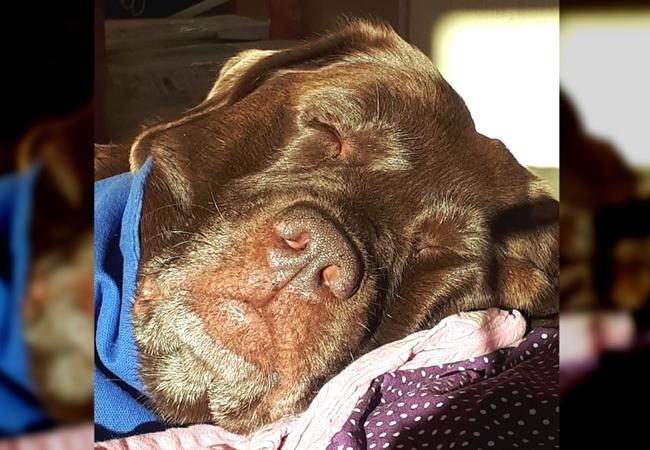 Photo One Million Dogs