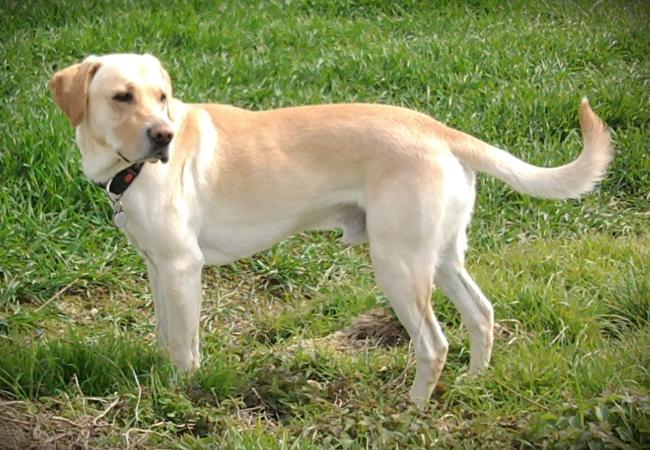 Photo One Million Dogs