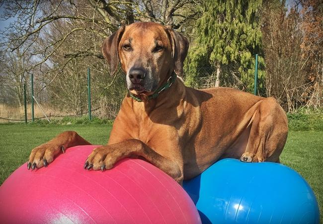 Photo One Million Dogs