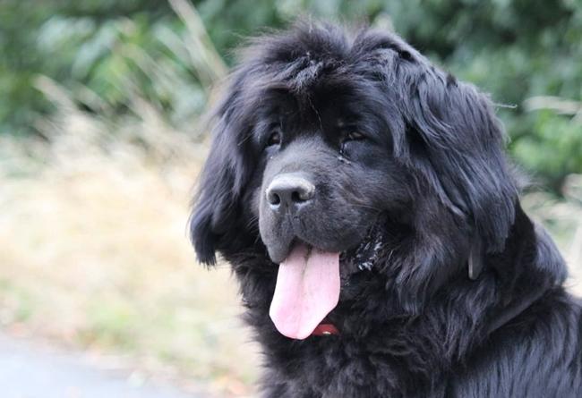 Photo One Million Dogs