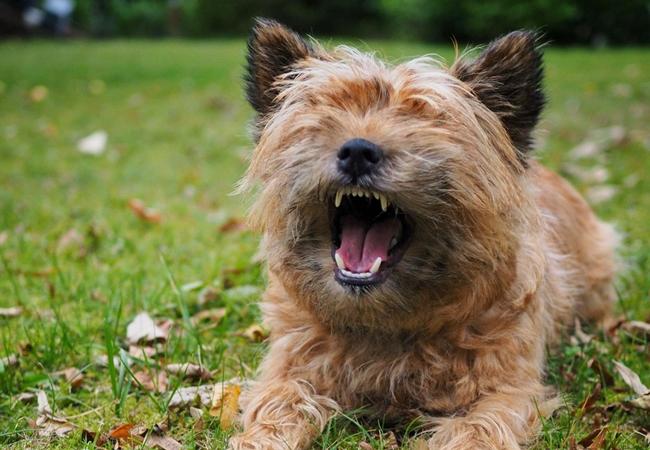 Photo One Million Dogs