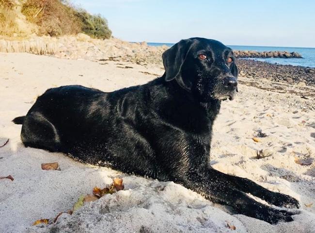 Photo One Million Dogs