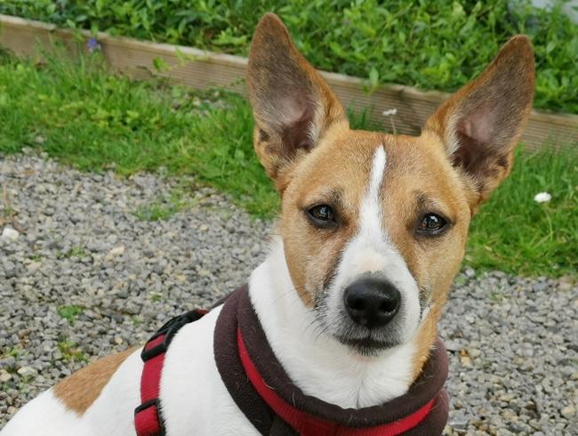 Photo One Million Dogs