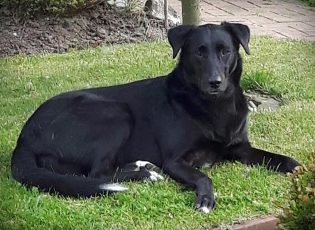 Photo One Million Dogs