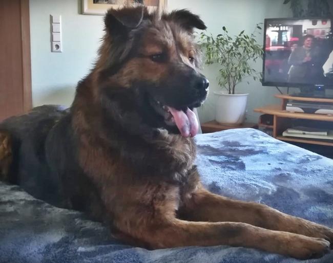 Photo One Million Dogs