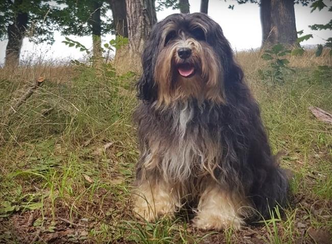 Photo One Million Dogs