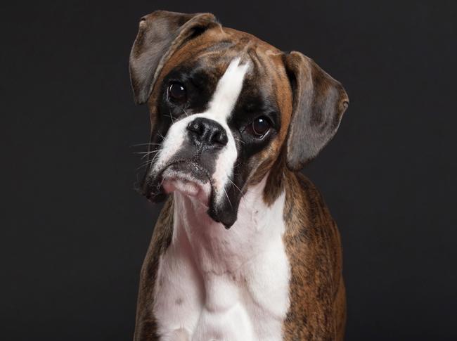 Photo One Million Dogs