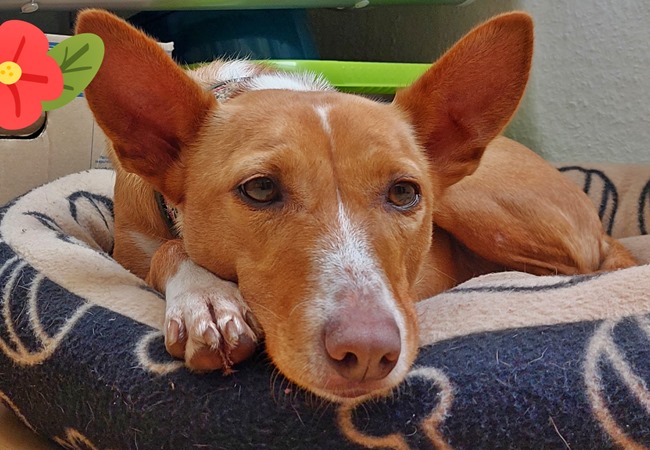 Photo One Million Dogs