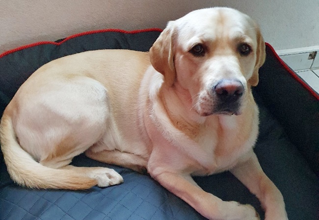 Photo One Million Dogs