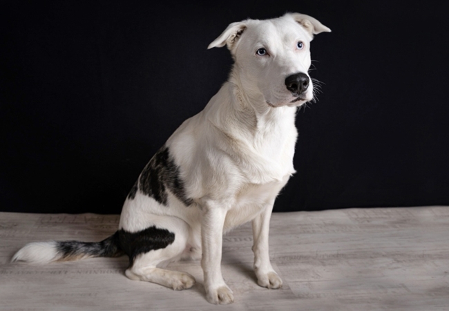 Photo One Million Dogs