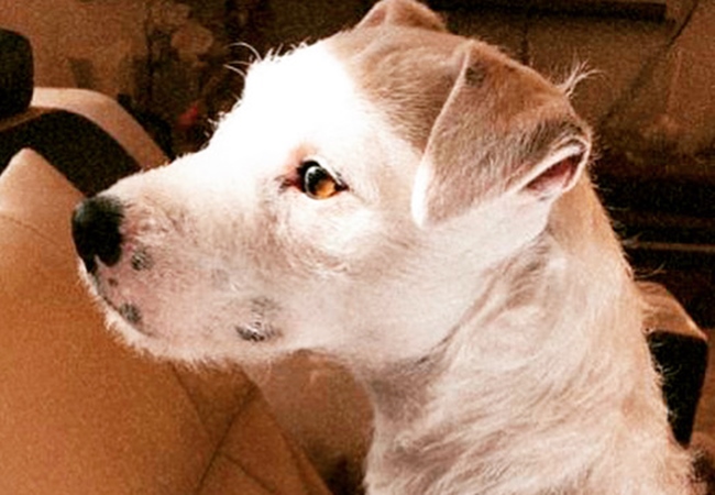 Photo One Million Dogs