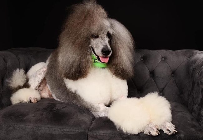 Photo One Million Dogs