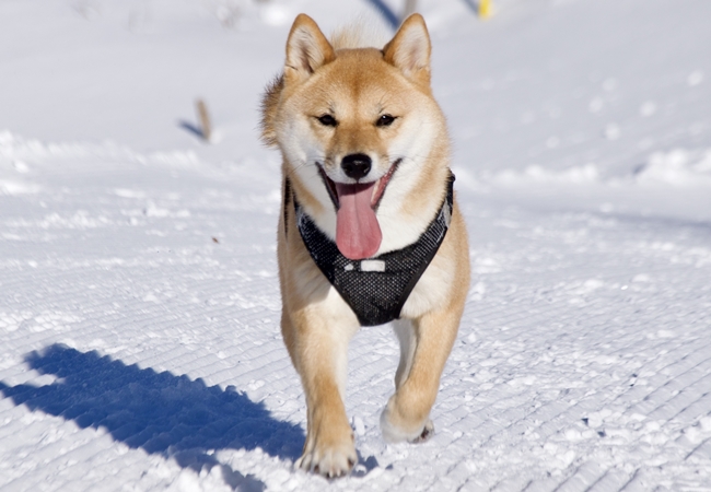 Photo One Million Dogs