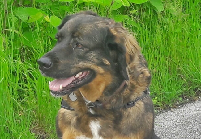 Photo One Million Dogs