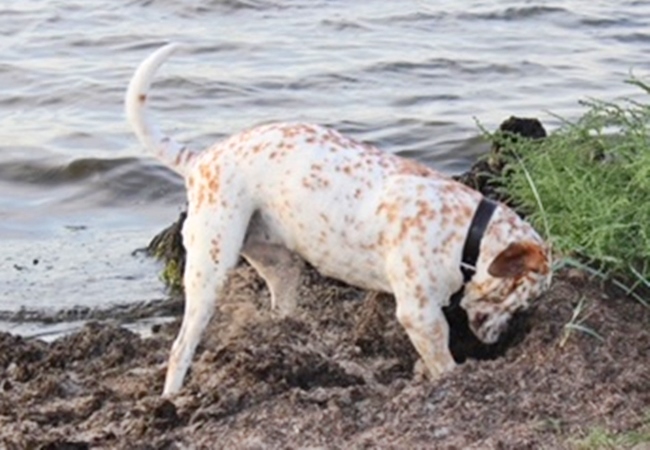 Photo One Million Dogs