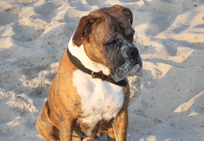 Photo One Million Dogs