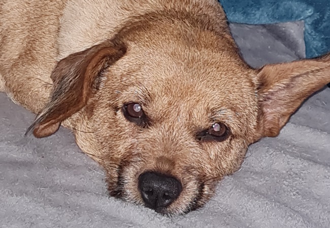 Photo One Million Dogs