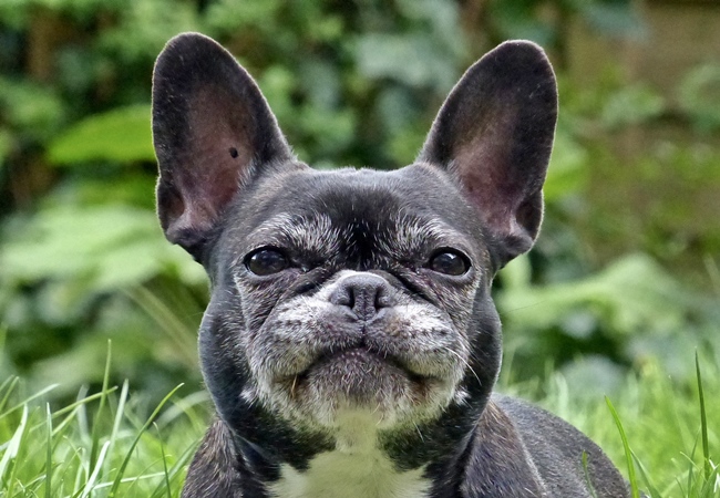 Photo One Million Dogs