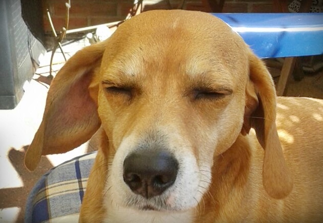 Photo One Million Dogs