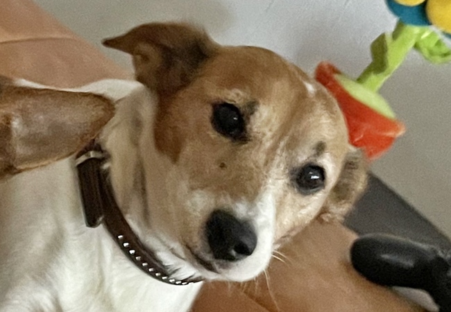 Photo One Million Dogs