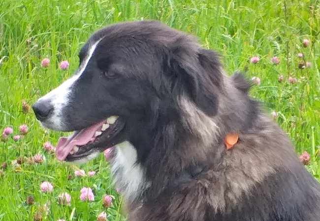 Photo One Million Dogs