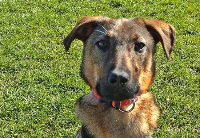 Photo One Million Dogs